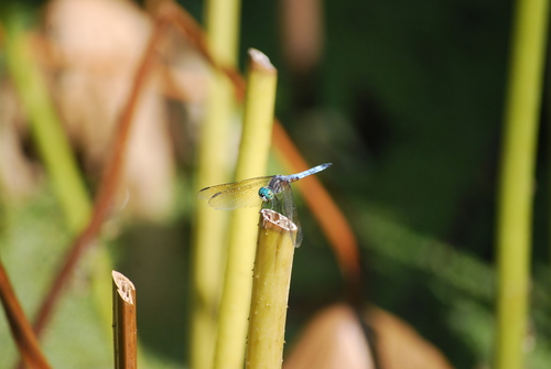Blue Dasher