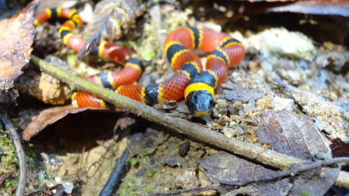 Brown's Coralsnake