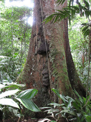 Parkia pendula
