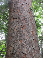 Parkia pendula