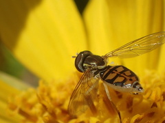 Toxomerus marginatus