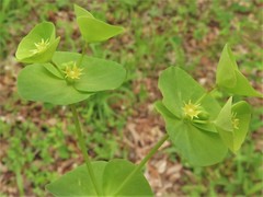 Euphorbia ouachitana