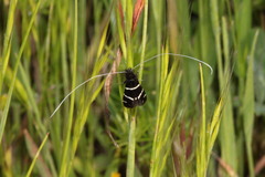 Adela trigrapha