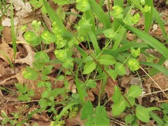 Euphorbia ouachitana