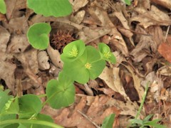 Euphorbia ouachitana