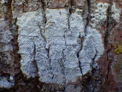 Phaeographis dendritica