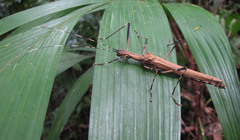 Pseudophasma blanchardi