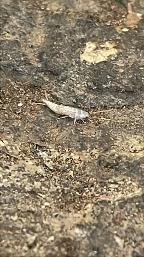 Common Silverfish photo 5