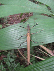Pseudophasma blanchardi