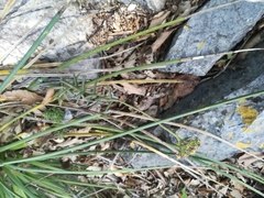 Sedum lenophylloides