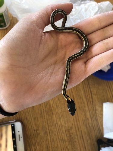 Black-necked Gartersnake
