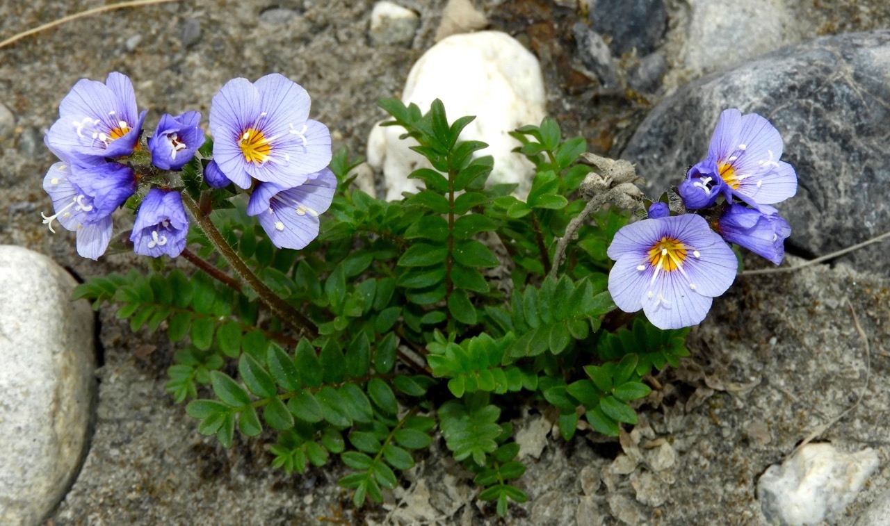 Northern Jacob's-Ladder (Polemonium boreale)