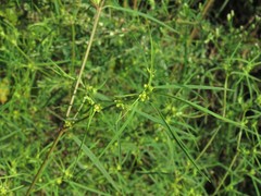 Euphorbia hexagona