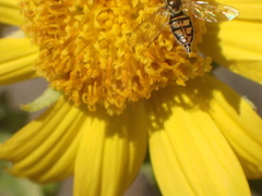 Toxomerus marginatus