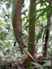 Camponotus apicalis
