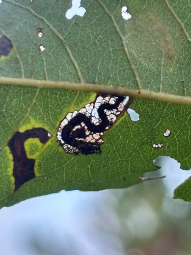 Stigmella fuscotibiella