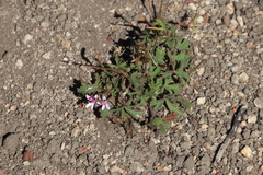 Pelargonium columbinum