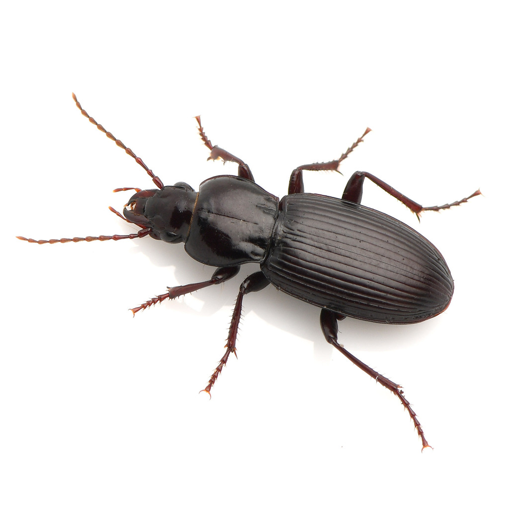 Pterostichus neobrunneus