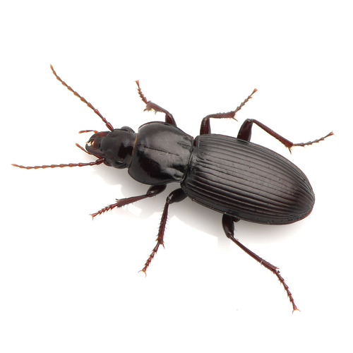 Pterostichus neobrunneus