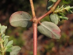 Euphorbia humistrata