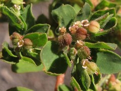 Euphorbia humistrata