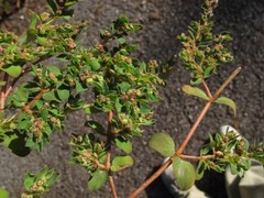 Euphorbia humistrata