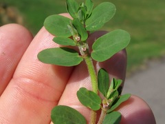 Euphorbia humistrata