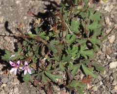 Pelargonium columbinum