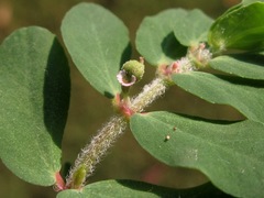 Euphorbia humistrata