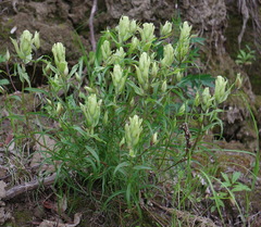 Castilleja pallida yukonis