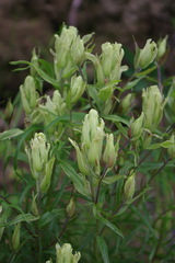 Castilleja pallida yukonis