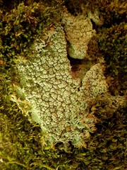 Pertusaria pertusa