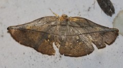 Xenomusa metallica