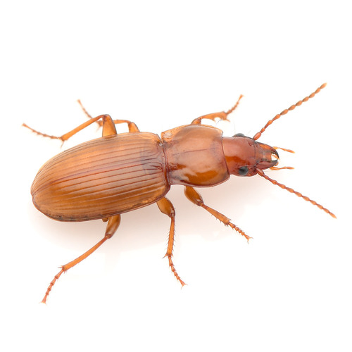 Pterostichus castaneus