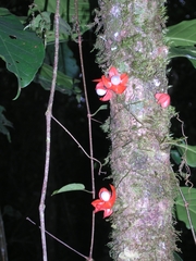 Heisteria cauliflora