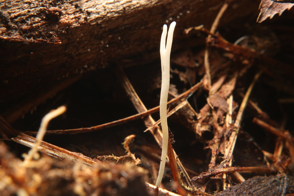Ramariopsis sp. 'VT01'