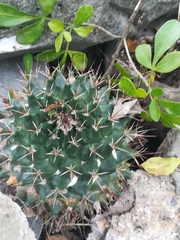 Mammillaria melanocentra melanocentra