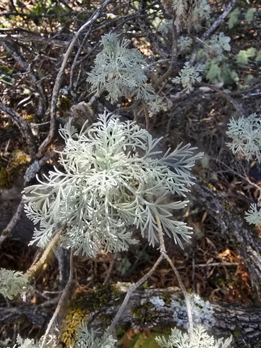 Artemisia mauiensis observed 2025-09-12
