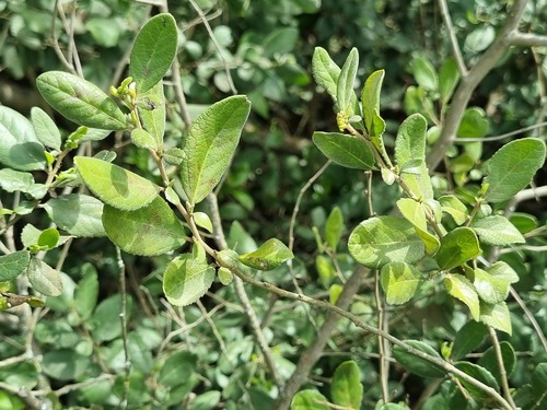 Azara dentata, photograph 5