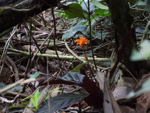 Goeppertia crocata (Goeppertia crocata)