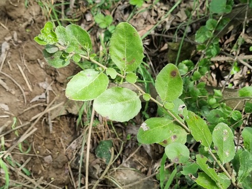 Azara dentata, photograph 6