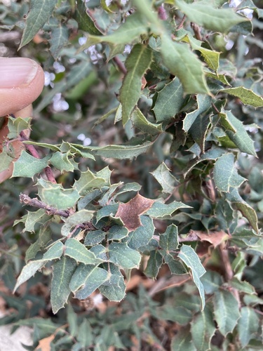 Nevin's barberry (Berberis nevinii)