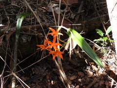 Cattleya harpophylla, photograph (c) sheylarossi, some rights reserved (CC BY-SA)