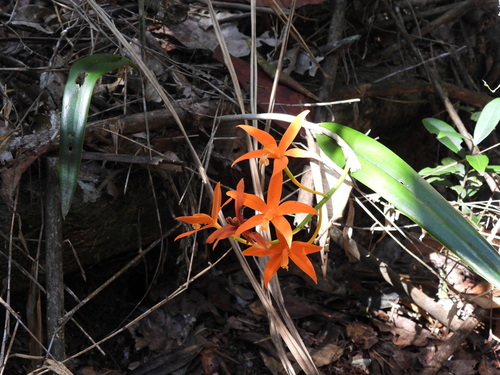 Cattleya harpophylla, photograph 1