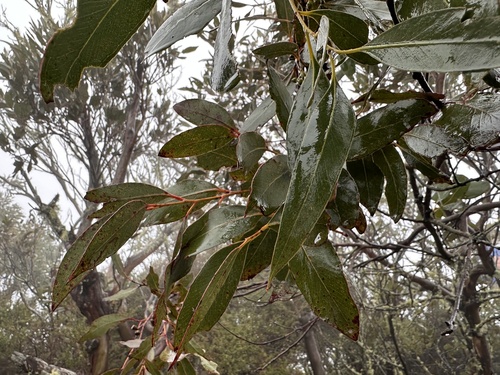 Gippsland Mallee (Eucalyptus kitsoniana)