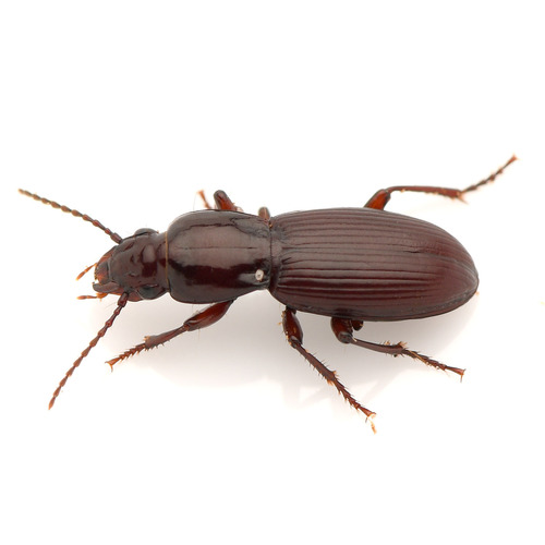 Pterostichus inopinus