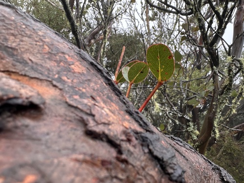 Eucalyptus kitsoniana, photograph 6