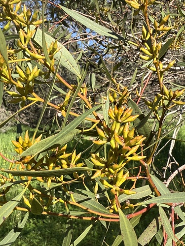 Eucalyptus foecunda observed 2025-09-13
