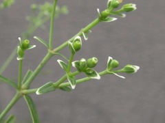 Euphorbia discoidalis