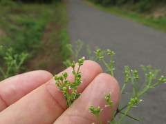 Euphorbia discoidalis